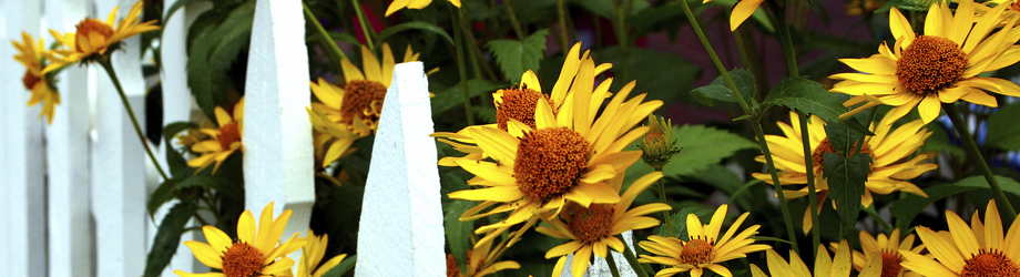 Schrebergartenanlage Hard/Lauterach